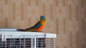 Лазурный попугай