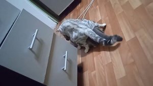 вязка с британской кошкой