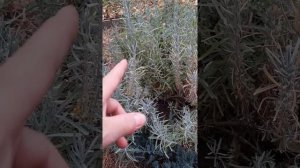 Самый быстрый и эффективный способ размножения лаванды.