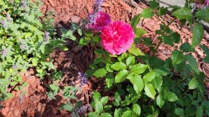 Gabriel Oak rose - 2nd year