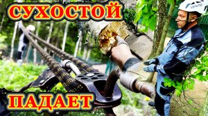 Удаляем сухие деревья системой полиспаст.