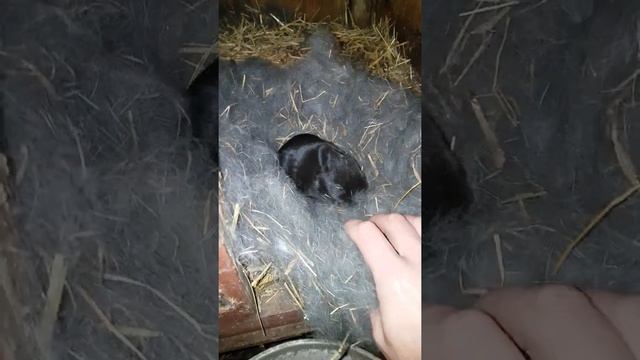 кролиха родила