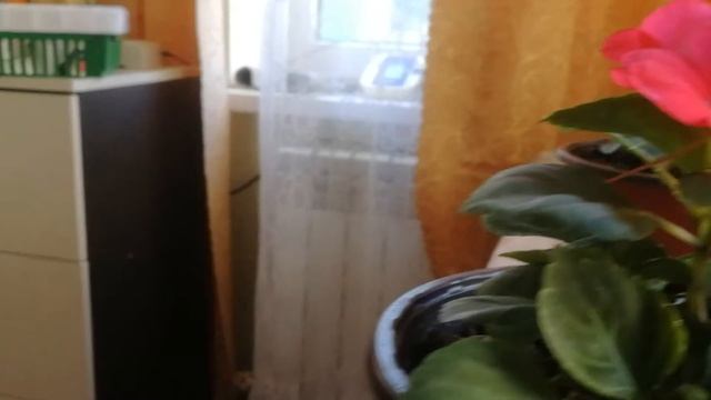 Предвестник дождя!!! ВАНЬКА МОКРЫЙ....ИЛИ БАЛЬЗАМИН.