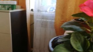 Предвестник дождя!!! ВАНЬКА МОКРЫЙ....ИЛИ БАЛЬЗАМИН.