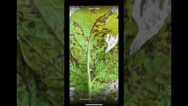 Начало июля проблемы в теплицах - отвечаю на вопросы