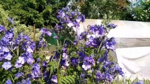 Цветы у дома.(Голубая синюха в моём огородике)