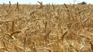 В Самарской области в Красноармейском районе введена фитосанитарная зона по карантинным сорнякам