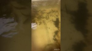 Как просто вырастить форель дома