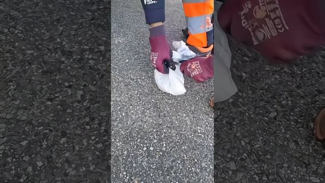 Живодёры выкинули котят в мусорном баке #спасение #животные смотреть онлайн