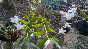 Орхидея Дендробиум Круменатум и ее цветение. Орхидея на блоке. #орхидея_дендробиум_круменатум