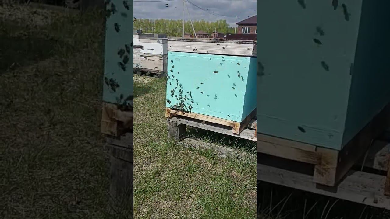 Пчёлы  пошли на облет смотреть онлайн