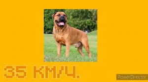 БУРБУЛЬ VS НЕМЕЦКАЯ ОВЧАРКА: КТО ПОБЕДИТ?