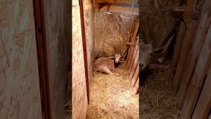 У козы встал рубец.