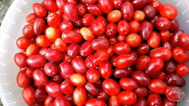 О кизиле Семен и не только смотреть онлайн