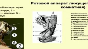 Брагина Т.М.Введение в энтомологию.Строение, придатки головы насекомого.Типы ротовых аппаратов.