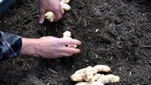 How to Easily Plant Ginger All Over Your Garden: Sun, Moisture, Depth, Fertilizing, Spacing & More!