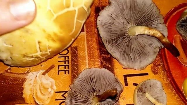 ЛОЖНООПЕНОК СЕРОПЛАСТИНЧАТЫЙ.Hipholoma Capnoides.Описание, съедобность.