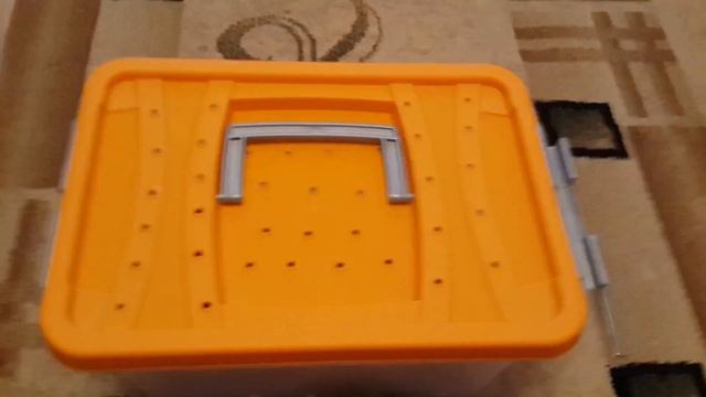 Мои пауки птицееды, Brachypelma smithi, Cyriocosmus elegans L4 , Nhandu chromatus L3 смотреть онлайн