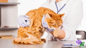 Зачем вам больной кот нужен?! Усыпите, чтобы не мучился! Сами потом жалеть будете