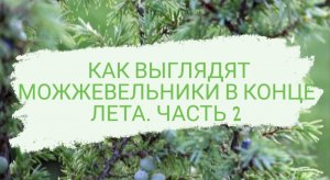 КАК ВЫГЛЯДЯТ МОЖЖЕВЕЛЬНИКИ В КОНЦЕ ЛЕТА. ЧАСТЬ 2