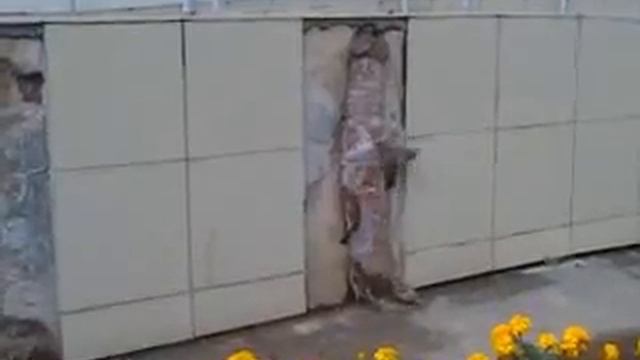 Воробьи едят бетон смотреть онлайн