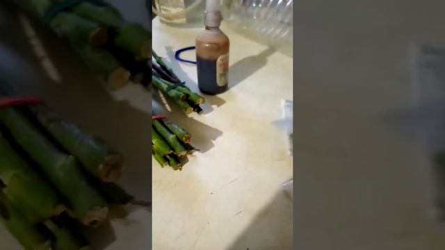 Укоренение черенков роз тремя способами.