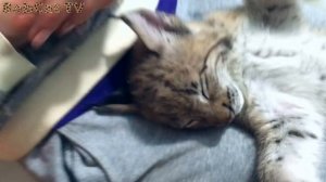 Забавная реакция рыси на щекотку. Самый милый котёнок