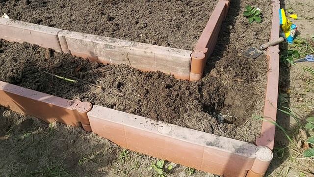 Пересадка клубники на новую грядку//посадка методом деления куста
