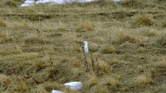Ласка поймала на обед (мышку) ?
