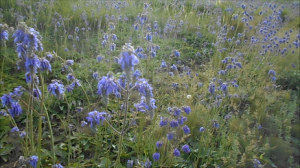 чудесные мгновения начала лета.mp4