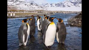 Занятие для детей старшей группы Знакомство с дикими животными севера