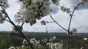 Вишня.  Стихотворение из сборника "Стихи из прошлой жизни".