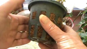 Дендробиумы в кокосе. Пересадка.