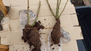 РОЗЫ,КУПЛЕННЫЕ В МАРТЕ...КАК СОХРАНИТЬ...