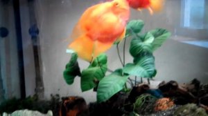 Рыбы-попугай (red parrot) в аквариуме 150 литров.