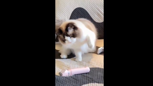 милые котики