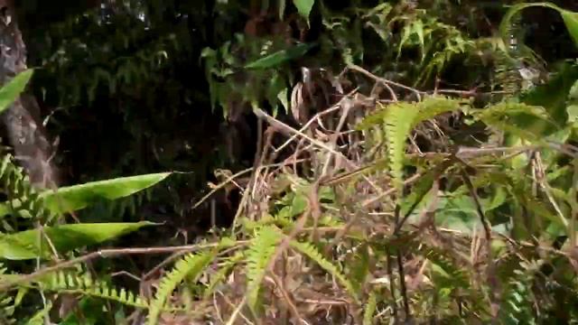 Ginger, Ti, & Anthurium смотреть онлайн