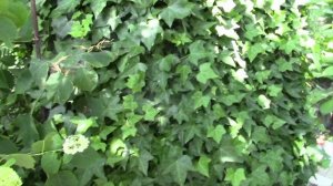 ПЛЮЩ ВАРИЕГАТНЫЙ.  ЗАДАТЬ НАПРАВЛЕНИЕ РОСТА.