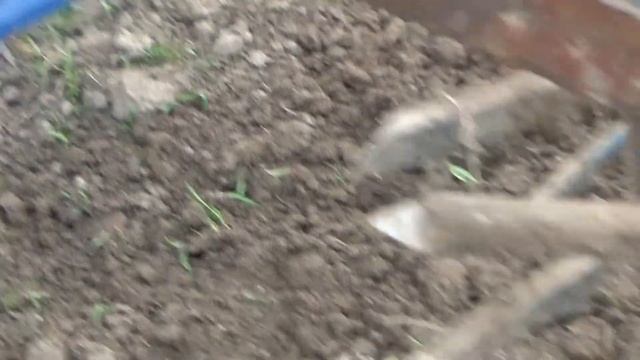 "ЕЖИ"для обработки картофеля к самодельному минитрактору и его навесное оборудование. смотреть онлайн