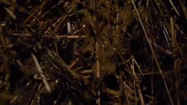 НУЖЕН СОВЕТ!!ТЕЛЕНОК ОЧЕНЬ ВЯЛЫЙ смотреть онлайн