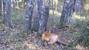 лиса в лесу