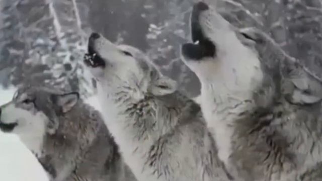 ВОТ ПОЧЕМУ ВОЛК НА АВАРСКОМ ФЛАГЕ смотреть онлайн