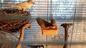 поставила гнезда для амадин