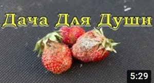 Серая гниль на КЛУБНИКЕ...как этого избежать????