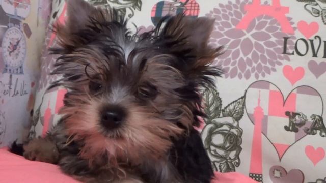 МОЯ СОБАКА ЙОРКШИРСКИЙ ТЕРЬЕР! САМЫЕ ИНТЕРЕСНЫЕ ФАКТЫ О ЙОРКАХ /10 ФАКТОВ смотреть онлайн