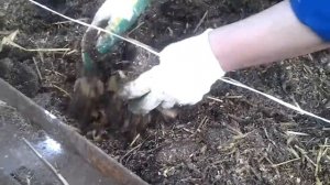 Как правильно сажать картошку под салому