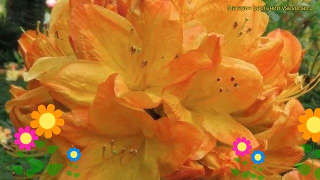 Азалия японская Аренсон гем. Краткий обзор, описание характеристик rhododendron obtusum Arneson Gem
