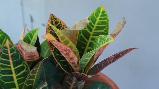 Croton Petra Plant | Econutplants