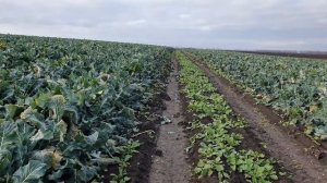 Овощи Растут. Капуста брокколи Партенон F1.