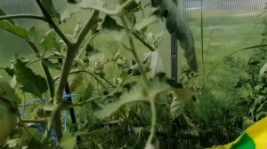 Подкормка томатов сульфатом магния от скручивания листвы